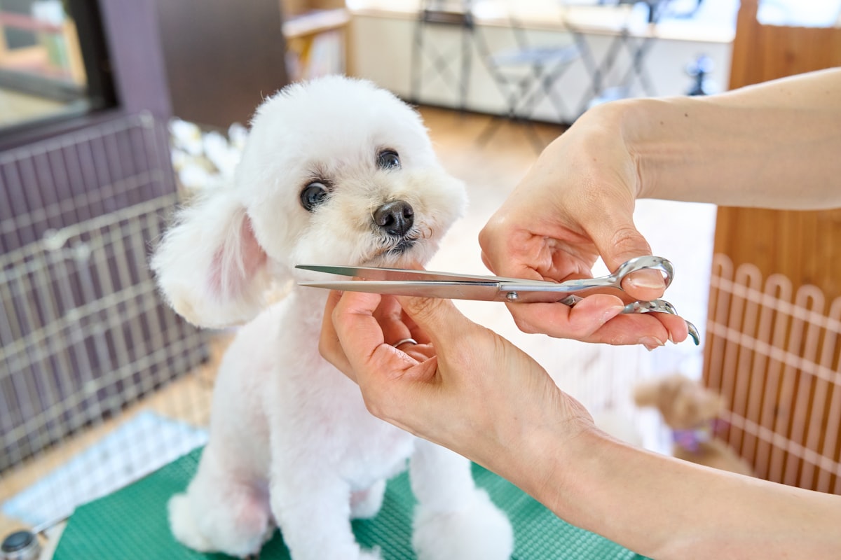 Small white dog being groomed with scissors